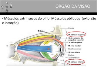 ORGÃO DA VISÃO
- Músculos extrínsecos do olho: Músculos oblíquos (extorsão
e intorção)
Tróclea
 