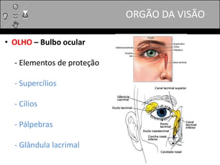 ORGÃO DA VISÃO
• OLHO – Bulbo ocular
- Elementos de proteção
- Supercílios
- Cílios
- Pálpebras
- Glândula lacrimal
 