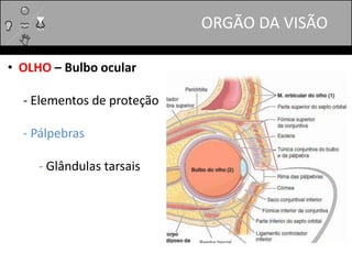 ORGÃO DA VISÃO
• OLHO – Bulbo ocular
- Elementos de proteção
- Pálpebras
- Glândulas tarsais
 