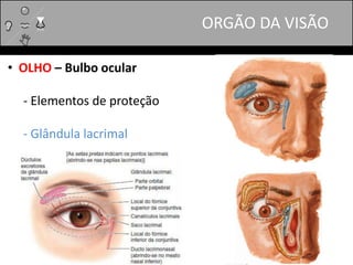 ORGÃO DA VISÃO
• OLHO – Bulbo ocular
- Elementos de proteção
- Glândula lacrimal
 