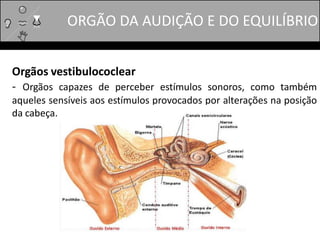 ORGÃO DA AUDIÇÃO E DO EQUILÍBRIO
Orgãos vestibulococlear
- Orgãos capazes de perceber estímulos sonoros, como também
aqueles sensíveis aos estímulos provocados por alterações na posição
da cabeça.
 