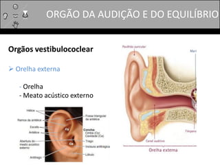 Orgãos vestibulococlear
 Orelha externa
- Orelha
- Meato acústico externo
ORGÃO DA AUDIÇÃO E DO EQUILÍBRIO
 