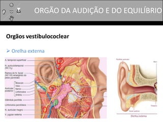 Orgãos vestibulococlear
 Orelha externa
ORGÃO DA AUDIÇÃO E DO EQUILÍBRIO
 