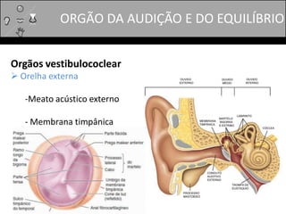 Orgãos vestibulococlear
 Orelha externa
-Meato acústico externo
- Membrana timpânica
ORGÃO DA AUDIÇÃO E DO EQUILÍBRIO
 