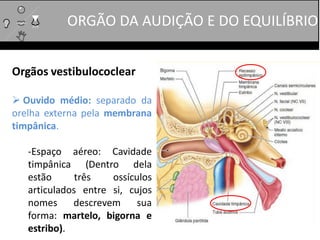 Orgãos vestibulococlear
 Ouvido médio: separado da
orelha externa pela membrana
timpânica.
-Espaço aéreo: Cavidade
timpânica (Dentro dela
estão três ossículos
articulados entre si, cujos
nomes descrevem sua
forma: martelo, bigorna e
estribo).
ORGÃO DA AUDIÇÃO E DO EQUILÍBRIO
 