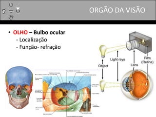 ORGÃO DA VISÃO
• OLHO – Bulbo ocular
- Localização
- Função- refração
 
