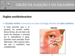 Orgãos vestibulococlear
 Ouvido médio: comunica-se com a faringe através da tuba auditiva
A tuba permite que o ar
penetre no ouvido médio.
Dessa forma, de um lado e de
outro do tímpano, a pressão
do ar atmosférico é igual.
Quando essas pressões ficam
diferentes, não ouvimos bem,
até que o equilíbrio seja
restabelecido.
ORGÃO DA AUDIÇÃO E DO EQUILÍBRIO
 