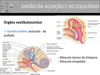 ORGÃO DA AUDIÇÃO E DO EQUILÍBRIO
Orgãos vestibulococlear
 Ouvido médio: ossículos da
audição
- Músculo tensor do tímpano
- Músculo estapédio
 