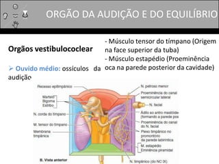 ORGÃO DA AUDIÇÃO E DO EQUILÍBRIO
Orgãos vestibulococlear
 Ouvido médio: ossículos da
audição
- Músculo tensor do tímpano (Origem
na face superior da tuba)
- Músculo estapédio (Proeminência
oca na parede posterior da cavidade)
 