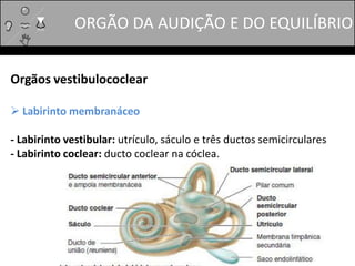 Orgãos vestibulococlear
 Labirinto membranáceo
- Labirinto vestibular: utrículo, sáculo e três ductos semicirculares
- Labirinto coclear: ducto coclear na cóclea.
ORGÃO DA AUDIÇÃO E DO EQUILÍBRIO
 