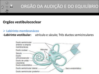 Orgãos vestibulococlear
 Labirinto membranáceo
-Labirinto vestibular: utrículo e sáculo; Três ductos semicirculares
ORGÃO DA AUDIÇÃO E DO EQUILÍBRIO
 