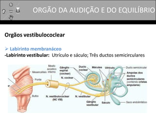 Orgãos vestibulococlear
 Labirinto membranáceo
-Labirinto vestibular: Utrículo e sáculo; Três ductos semicirculares
ORGÃO DA AUDIÇÃO E DO EQUILÍBRIO
 