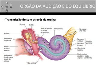 ORGÃO DA AUDIÇÃO E DO EQUILÍBRIO
- Transmissão do som através da orelha
 