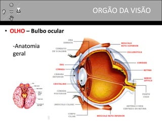 ORGÃO DA VISÃO
• OLHO – Bulbo ocular
-Anatomia
geral
 