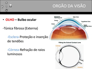 ORGÃO DA VISÃO
• OLHO – Bulbo ocular
-Túnica fibrosa (Externa)
-Esclera-Proteção e inserção
de tendões
-Córnea-Refração de raios
luminosos
 