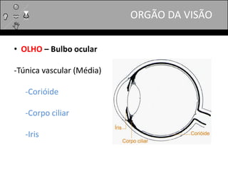 ORGÃO DA VISÃO
• OLHO – Bulbo ocular
-Túnica vascular (Média)
-Corióide
-Corpo ciliar
-Iris
 