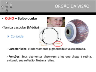 • OLHO – Bulbo ocular
-Túnica vascular (Média)
 Corióide
- Característica: é intensamente pigmentada e vascularizada.
- Funções: Seus pigmentos absorvem a luz que chega à retina,
evitando sua reflexão. Nutre a retina.
ORGÃO DA VISÃO
 