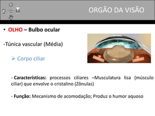 • OLHO – Bulbo ocular
-Túnica vascular (Média)
 Corpo ciliar
- Características: processos ciliares –Musculatura lisa (músculo
ciliar) que envolve o cristalino (Zônulas)
- Função: Mecanismo de acomodação; Produz o humor aquoso
ORGÃO DA VISÃO
 