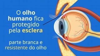 O olho
humano fica
protegido
pela esclera
parte branca e
resistente do olho
 