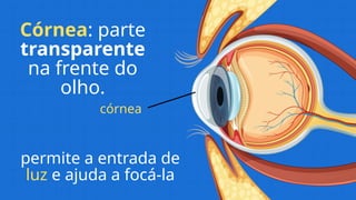 Córnea: parte
transparente
na frente do
olho.
permite a entrada de
luz e ajuda a focá-la
córnea
 