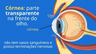 Córnea: parte
transparente
na frente do
olho.
não tem vasos sanguíneos e
possui terminações nervosas
córnea
 