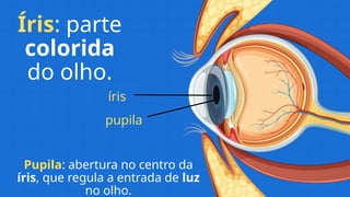 íris
Íris: parte
colorida
do olho.
pupila
Pupila: abertura no centro da
íris, que regula a entrada de luz
no olho.
 