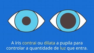 A íris contrai ou dilata a pupila para
controlar a quantidade de luz que entra.
 