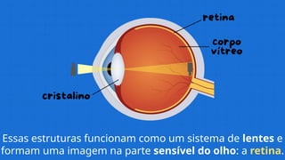 Essas estruturas funcionam como um sistema de lentes e
formam uma imagem na parte sensível do olho: a retina.
 