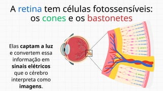 A retina tem células fotossensíveis:
os cones e os bastonetes
Elas captam a luz
e convertem essa
informação em
sinais elétricos
que o cérebro
interpreta como
imagens.
 