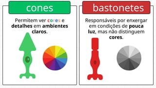 cones
Permitem ver cores e
detalhes em ambientes
claros.
bastonetes
Responsáveis por enxergar
em condições de pouca
luz, mas não distinguem
cores.
 
