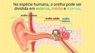Na espécie humana, a orelha pode ser
dividida em externa, média e interna.
 