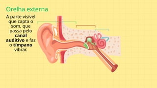 Orelha externa
A parte visível
que capta o
som, que
passa pelo
canal
auditivo e faz
o tímpano
vibrar.
 
