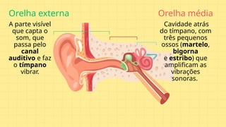 Orelha externa Orelha média
Cavidade atrás
do tímpano, com
três pequenos
ossos (martelo,
bigorna
e estribo) que
amplificam as
vibrações
sonoras.
A parte visível
que capta o
som, que
passa pelo
canal
auditivo e faz
o tímpano
vibrar.
 