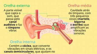 Orelha externa Orelha média
Orelha interna
Cavidade atrás
do tímpano, com
três pequenos
ossos (martelo,
bigorna
e estribo) que
amplificam as
vibrações
sonoras.
Contém a cóclea, que converte
vibrações em sinais elétricos, e os
canais semicirculares, que ajudam no
A parte visível
que capta o
som, que
passa pelo
canal
auditivo e faz
o tímpano
vibrar.
 