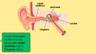 O som entra pela
orelha externa,
passa pelo canal
auditivo e faz o
tímpano vibrar.
1
 