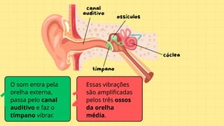 O som entra pela
orelha externa,
passa pelo canal
auditivo e faz o
tímpano vibrar.
Essas vibrações
são amplificadas
pelos três ossos
da orelha
média.
1 2
 