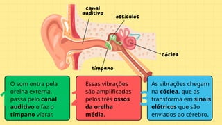 O som entra pela
orelha externa,
passa pelo canal
auditivo e faz o
tímpano vibrar.
Essas vibrações
são amplificadas
pelos três ossos
da orelha
média.
As vibrações chegam
na cóclea, que as
transforma em sinais
elétricos que são
enviados ao cérebro.
1 2 3
 