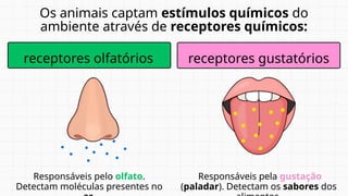 Os animais captam estímulos químicos do
ambiente através de receptores químicos:
Responsáveis pelo olfato.
Detectam moléculas presentes no
Responsáveis pela gustação
(paladar). Detectam os sabores dos
receptores olfatórios receptores gustatórios
 