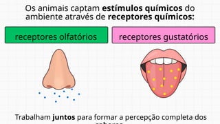 Trabalham juntos para formar a percepção completa dos
Os animais captam estímulos químicos do
ambiente através de receptores químicos:
receptores olfatórios receptores gustatórios
 
