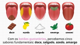 Com os botões gustatórios, percebemos cinco
sabores fundamentais: doce, salgado, azedo, amargo
 
