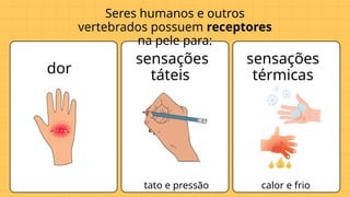 Seres humanos e outros
vertebrados possuem receptores
na pele para:
dor
sensações
táteis
sensações
térmicas
calor e frio
tato e pressão
 