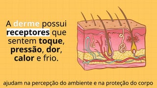A derme possui
receptores que
sentem toque,
pressão, dor,
calor e frio.
ajudam na percepção do ambiente e na proteção do corpo
 