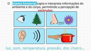O Sistema Sensorial capta e interpreta informações do
ambiente e do corpo, permitindo a percepção de
estímulos:
luz, som, temperatura, pressão, dor, cheiro...
 