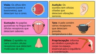 Visão: Os olhos têm
receptores (cones e
bastonetes), que
detectam luz e cores.
Audição: Os
ouvidos tem células
ciliadas que
detectam vibrações
sonoras.
Olfato: O epitélio no
nariz contém células
receptoras que detectam
moléculas de odor.
Gustação: As papilas
gustativas na língua têm
células receptoras que
detectam sabores.
Tato: A pele contém
vários receptores
que detectam
pressão,
temperatura e dor.
Propriocepção: informa
ao cérebro a posição do
corpo no espaço,
essencial para o equilíbrio
e coordenação.
 