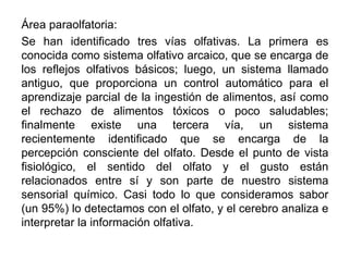Área paraolfatoria:
Se han identificado tres vías olfativas. La primera es
conocida como sistema olfativo arcaico, que se encarga de
los reflejos olfativos básicos; luego, un sistema llamado
antiguo, que proporciona un control automático para el
aprendizaje parcial de la ingestión de alimentos, así como
el rechazo de alimentos tóxicos o poco saludables;
finalmente existe una tercera vía, un sistema
recientemente identificado que se encarga de la
percepción consciente del olfato. Desde el punto de vista
fisiológico, el sentido del olfato y el gusto están
relacionados entre sí y son parte de nuestro sistema
sensorial químico. Casi todo lo que consideramos sabor
(un 95%) lo detectamos con el olfato, y el cerebro analiza e
interpretar la información olfativa.
 