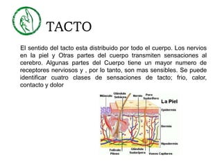 TACTO
El sentido del tacto esta distribuido por todo el cuerpo. Los nervios
en la piel y Otras partes del cuerpo transmiten sensaciones al
cerebro. Algunas partes del Cuerpo tiene un mayor numero de
receptores nerviosos y , por lo tanto, son mas sensibles. Se puede
identificar cuatro clases de sensaciones de tacto; frio, calor,
contacto y dolor
 