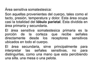Área sensitiva somatestesica:
Son aquellas provenientes del cuerpo, tales como el
tacto, presión, temperatura y dolor. Esta área ocupa
casi la totalidad del lóbulo parietal. Esta dividida en
área primaria y secundaria.
El área sensitiva somatestesica primaria es la
porción de la corteza que recibe señales
directamente desde los receptores sensitivos
ubicados en todo el cuerpo.
El área secundaria, sirve principalmente para
interpretar las señales sensitivas, no para
distinguirlas, como una mano que esta percibiendo
una silla. una mesa o una pelota.
 