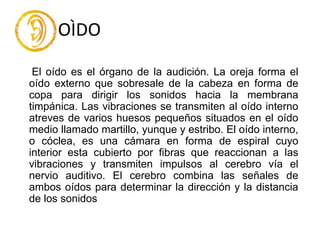 OÌDO
El oído es el órgano de la audición. La oreja forma el
oído externo que sobresale de la cabeza en forma de
copa para dirigir los sonidos hacia la membrana
timpánica. Las vibraciones se transmiten al oído interno
atreves de varios huesos pequeños situados en el oído
medio llamado martillo, yunque y estribo. El oído interno,
o cóclea, es una cámara en forma de espiral cuyo
interior esta cubierto por fibras que reaccionan a las
vibraciones y transmiten impulsos al cerebro vía el
nervio auditivo. El cerebro combina las señales de
ambos oídos para determinar la dirección y la distancia
de los sonidos
 