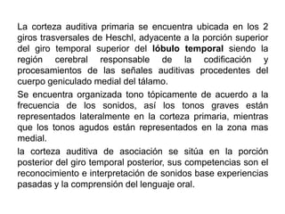 La corteza auditiva primaria se encuentra ubicada en los 2
giros trasversales de Heschl, adyacente a la porción superior
del giro temporal superior del lóbulo temporal siendo la
región cerebral responsable de la codificación y
procesamientos de las señales auditivas procedentes del
cuerpo geniculado medial del tálamo.
Se encuentra organizada tono tópicamente de acuerdo a la
frecuencia de los sonidos, así los tonos graves están
representados lateralmente en la corteza primaria, mientras
que los tonos agudos están representados en la zona mas
medial.
la corteza auditiva de asociación se sitúa en la porción
posterior del giro temporal posterior, sus competencias son el
reconocimiento e interpretación de sonidos base experiencias
pasadas y la comprensión del lenguaje oral.
 
