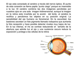 El ojo esta conectado al cerebro a través del nervio óptico. El punto
de esta conexión se llama papila “punto ciego” porque es insensible
a la luz. El cerebro combina las dos imágenes percibidas por
nuestros ojos en una sola imagen tridimensional, aunque la imagen
en la retina esta invertida por la acción del lente, al cerebro la
rectifica y percibimos los objetos en su posición original. La
sensibilidad del ojo humano es fenomenal. En la oscuridad, los
bastones secretan un foto pigmento llamado rodopsina que aumenta
la foto recepción y hace posible detectar niveles muy bajos de luz.
En la luz intensa, el iris se contrae reduciendo el tamaño de la
abertura que admite luz al ojo y una sustancia oscura reduce la
exposición y protege a las células de la retina
 